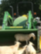 SHEEP10.jpeg