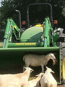 SHEEP10.jpeg