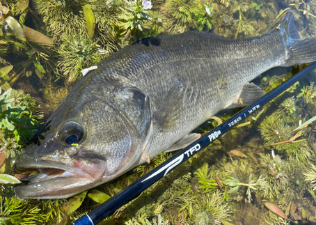 Temple Fork PRO III 5-Weight Fly Rod Review