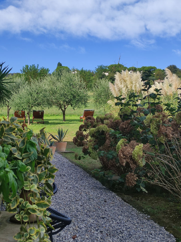 Gallery Bed and Breakfast IL PAJO. Detail of the outdoor garden with wooden loungers surrounded by olive trees and pampas in the foreground