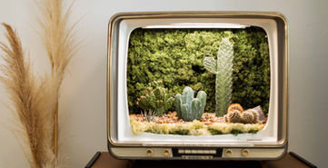 Pflanzen Fernseher mit Kakteen und einer Trockenblume