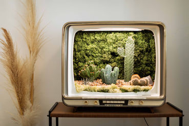Pflanzen Fernseher mit Kakteen und einer Trockenblume