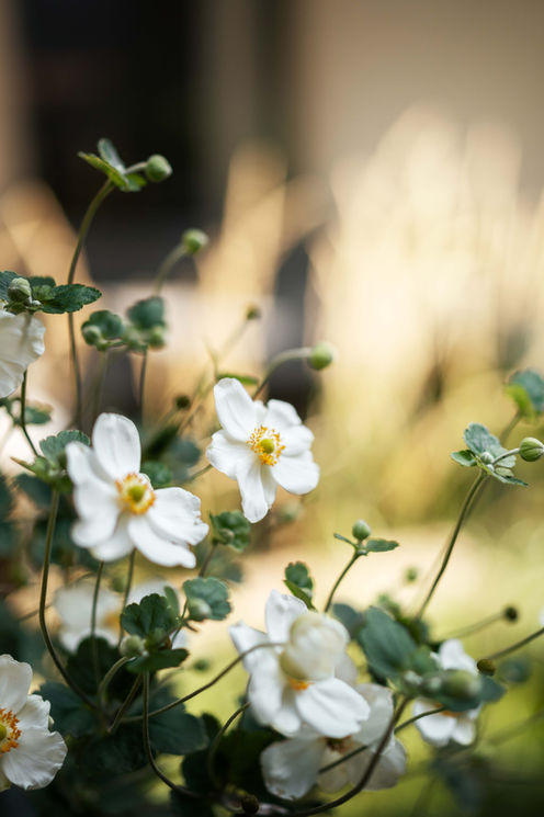 Nahaufnahme von Blüten einer Herbstanemone