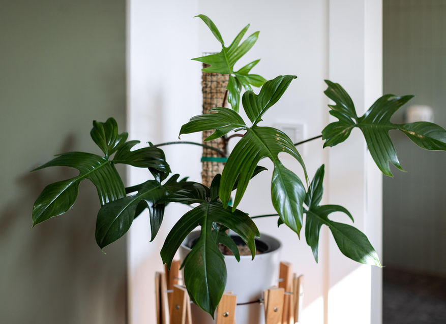 Philodendron Florida Green Urban Jungle Apartments