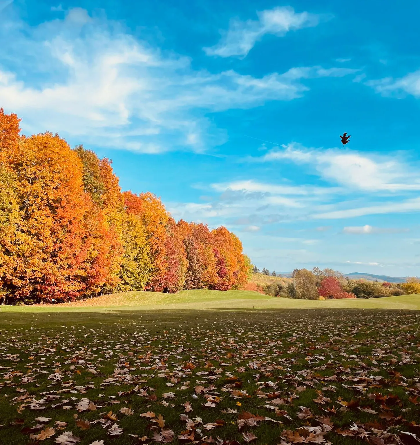 cropped-Herbst-an-Bahn-7