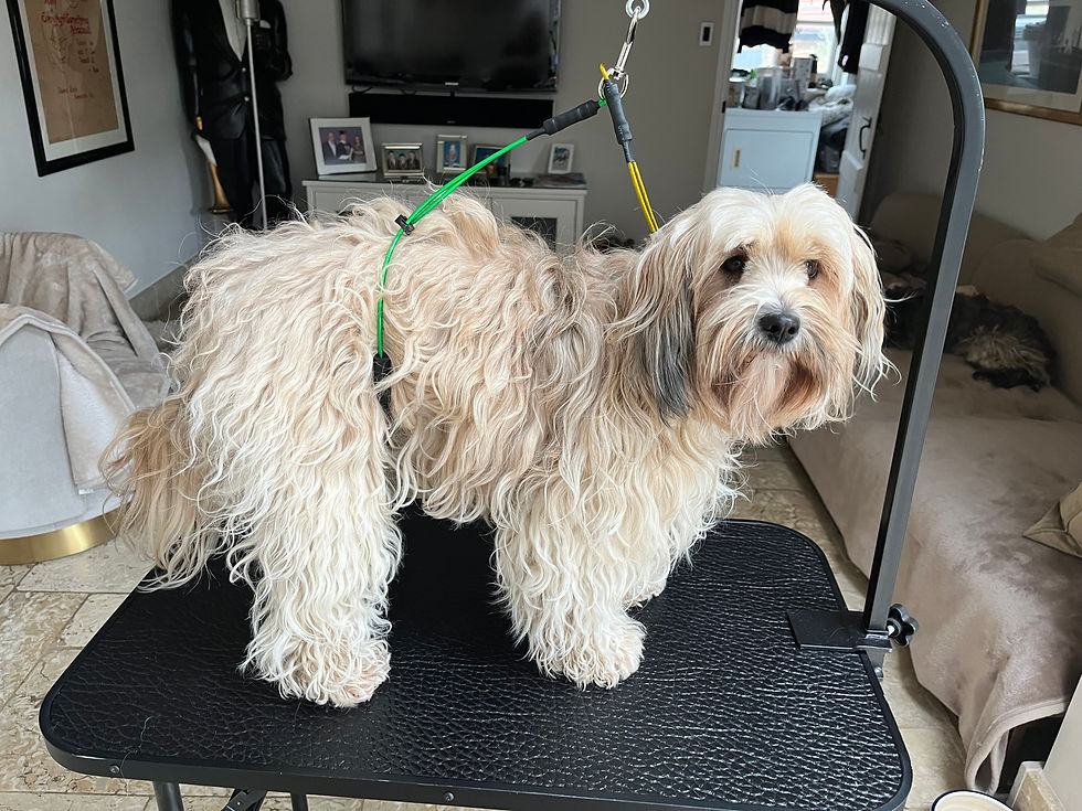 Thumbnail: Quality Table Arm No-Sit Haunch Holder Dog Grooming Restraint Lift Harness Loop