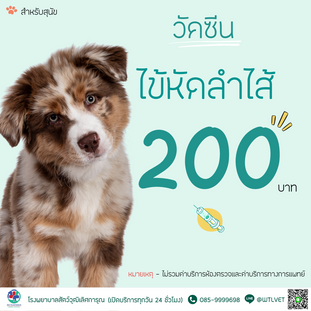 วัคซีนไข้หัดลำไส้