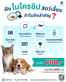 ฝังไมโครชิปสัตว์เลี้ยง โรงพยาบาลสัตว์วุฒิเลิศการุณ