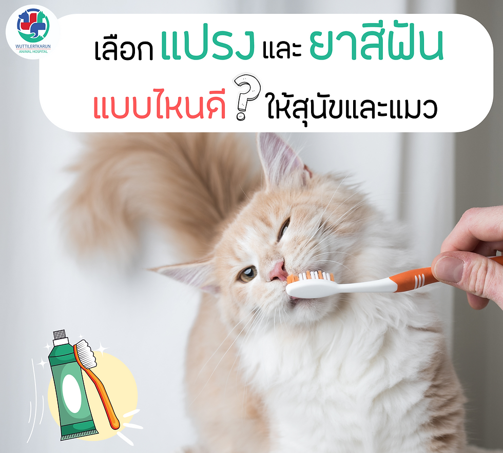 เลือกแปรงและยาสีฟัน.png