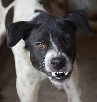 dog-5287546_1920.jpg