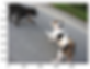 Input Image for Caption