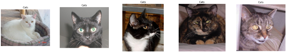 Sample Cat Images