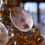 Thumbnail: Fishbowl Token and Digital Album