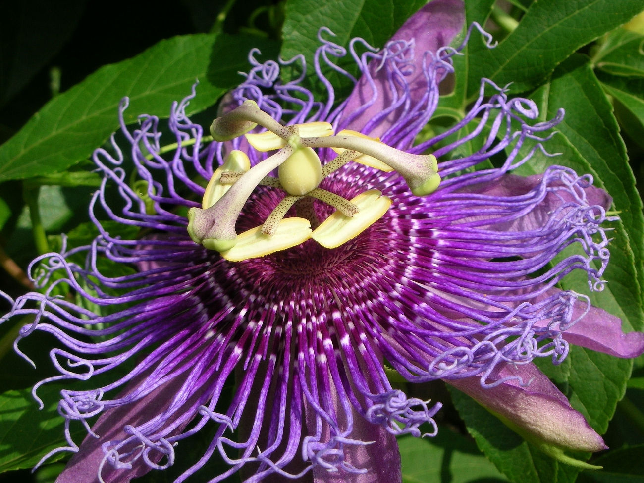 Passion Flower, cut