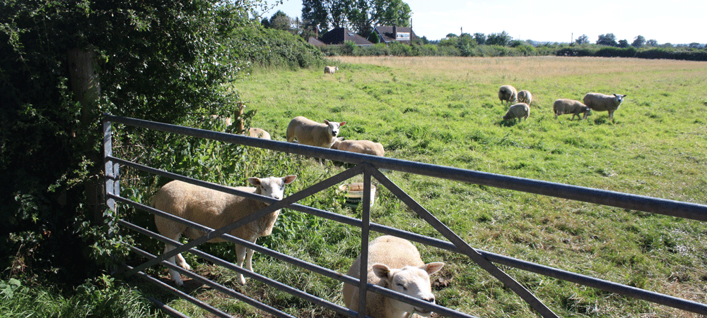 Sheep2.gif