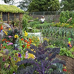 allotment.jpeg