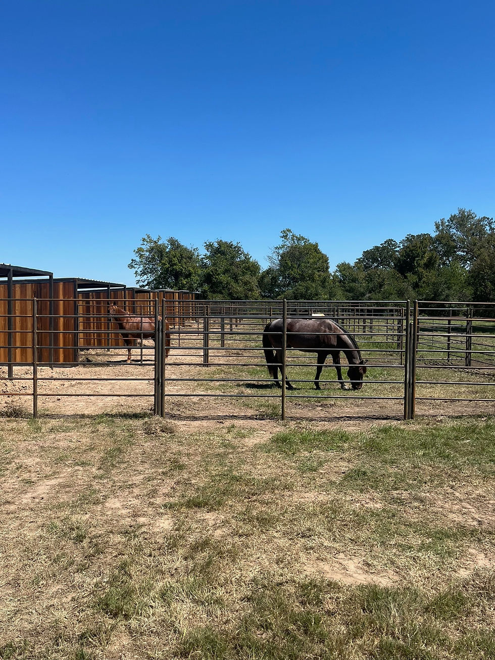 Thumbnail: 6 Stall Shedrow with Shade Shelters attached