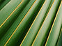 Palm Leaf_edited_edited.jpg