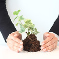 Mains protégeant la plante