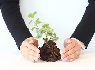 Hands Protecting Plant
