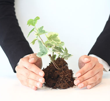 Hands Protecting Plant
