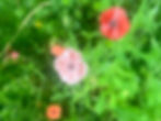 d18ad662-0806-49b8-942f-13abe70a88c6.jpeg