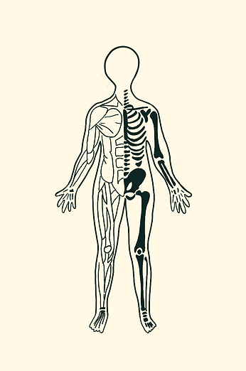 A graphic demonstrating the different systems of the body