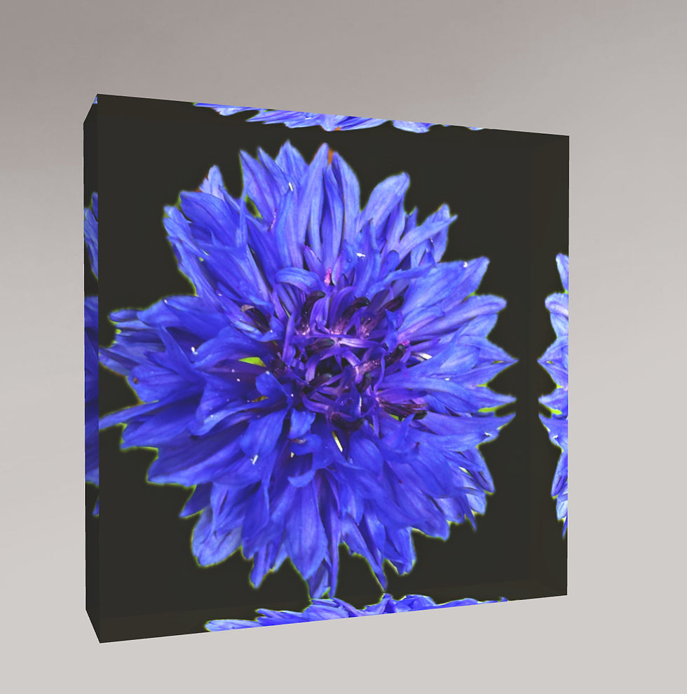 New - Cornflower Art Cube