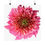 Thumbnail:  Strawberry Echinacea fine art prints edition of 1000 by BMD