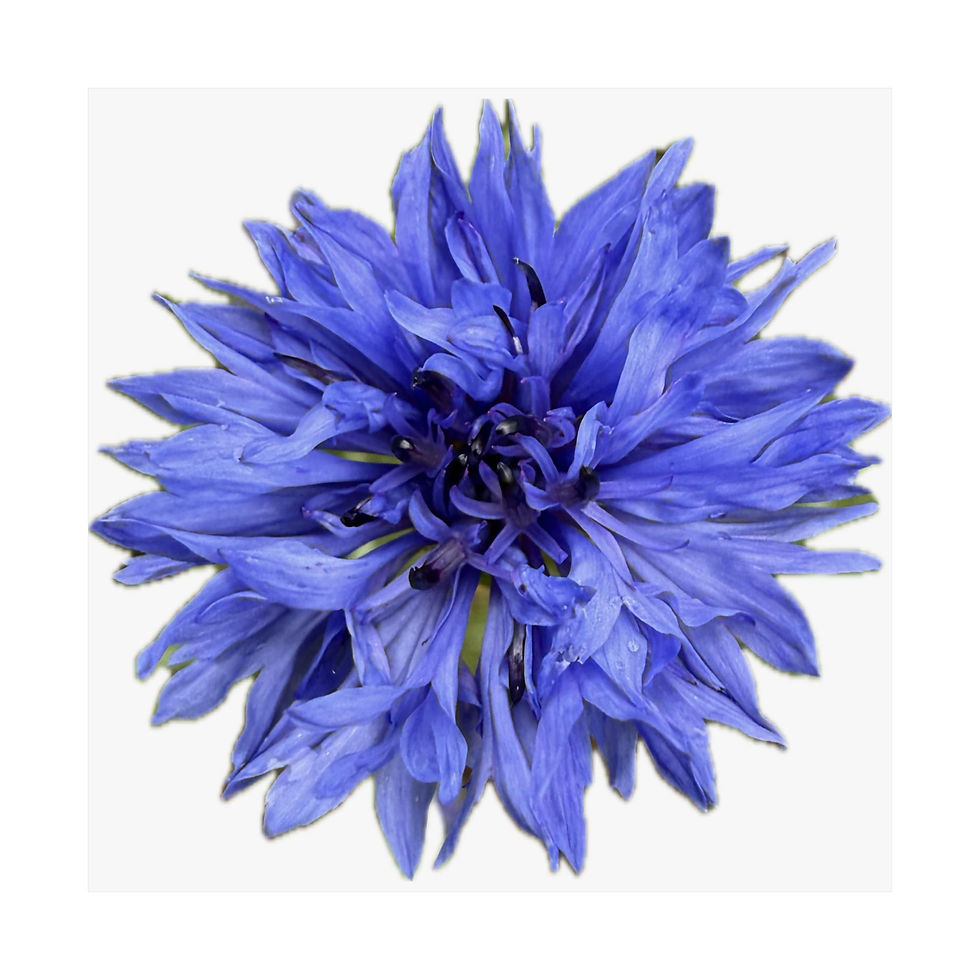 Thumbnail: Cornflower Fine Art Print edition of 1000 by BMD