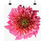 Thumbnail:  Strawberry Echinacea fine art prints edition of 1000 by BMD