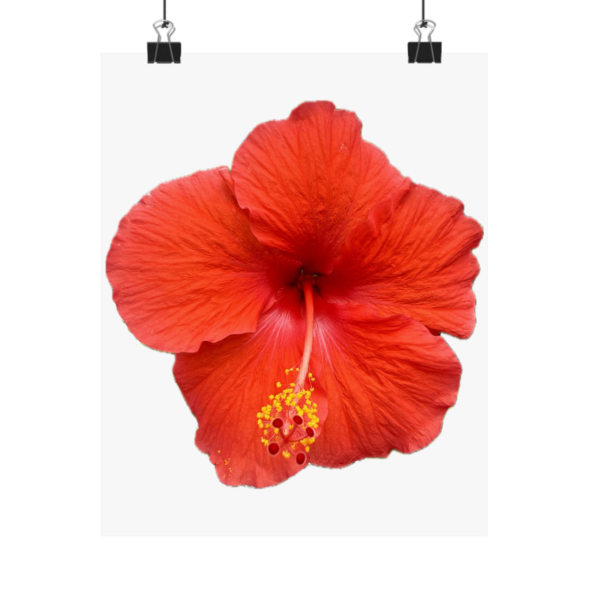 Hibiscus Photo Print edition of 1000 by BMD 