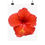 Thumbnail: Hibiscus Photo Print edition of 1000 by BMD 