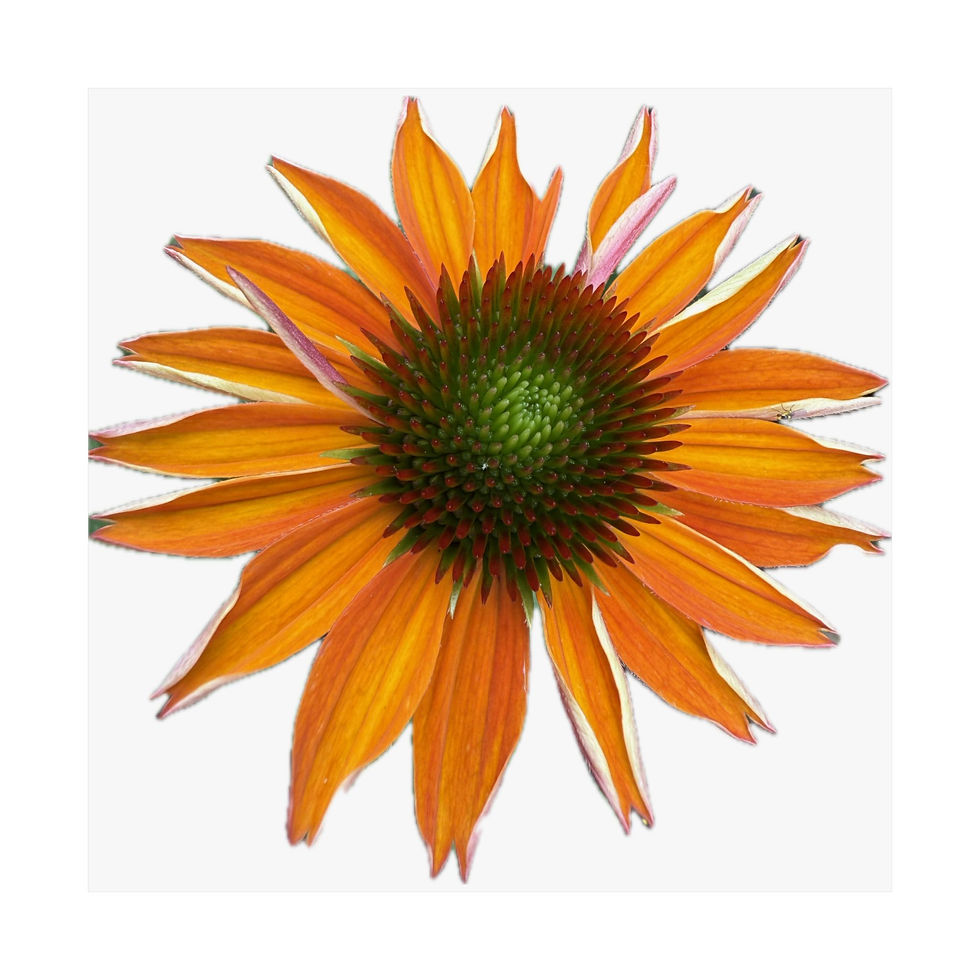 Thumbnail: Golden Echinacea Art Print edition of 1000 by BMD