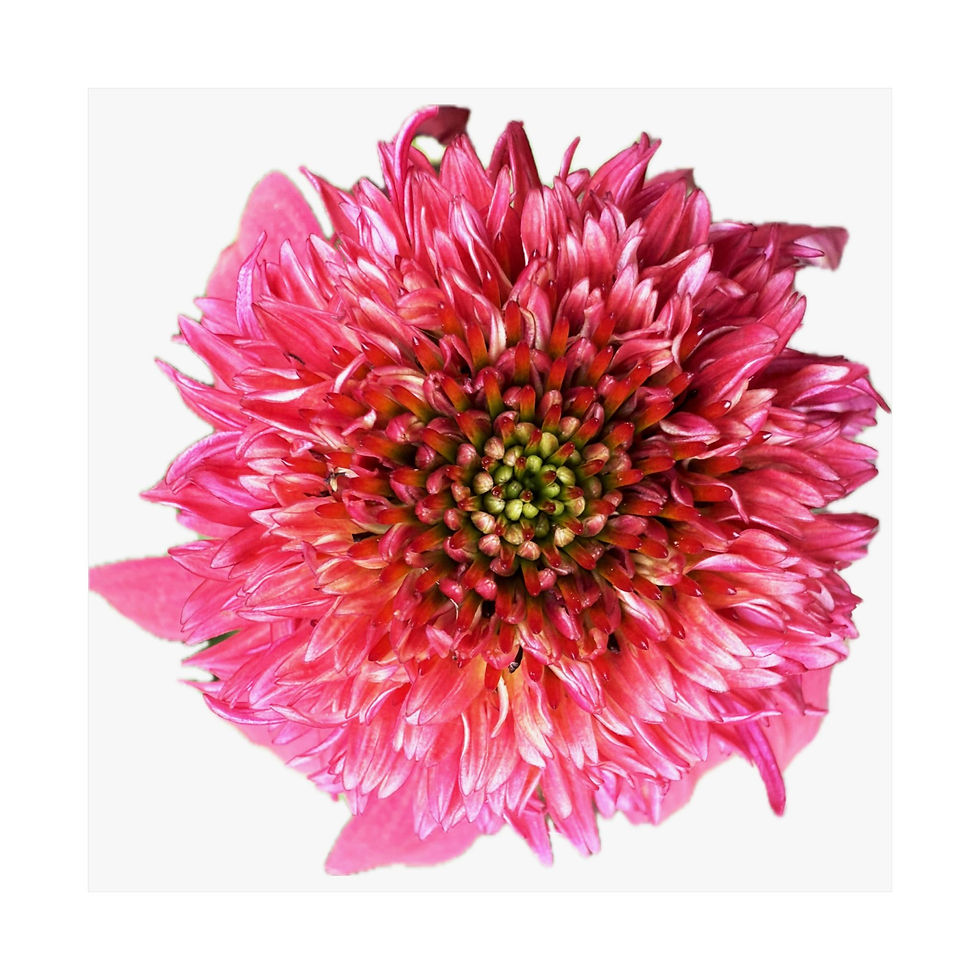 Thumbnail:  Strawberry Echinacea fine art prints edition of 1000 by BMD