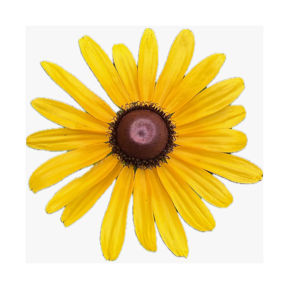 Thumbnail: Rudbeckia Hirta Black Eyed Susan Fine Art Print edition of 1000 by BMD