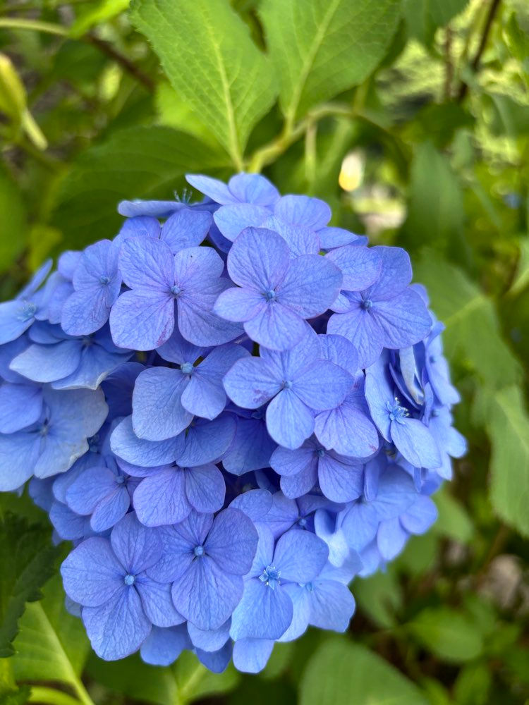 やわらかな光の中で青く咲く紫陽花