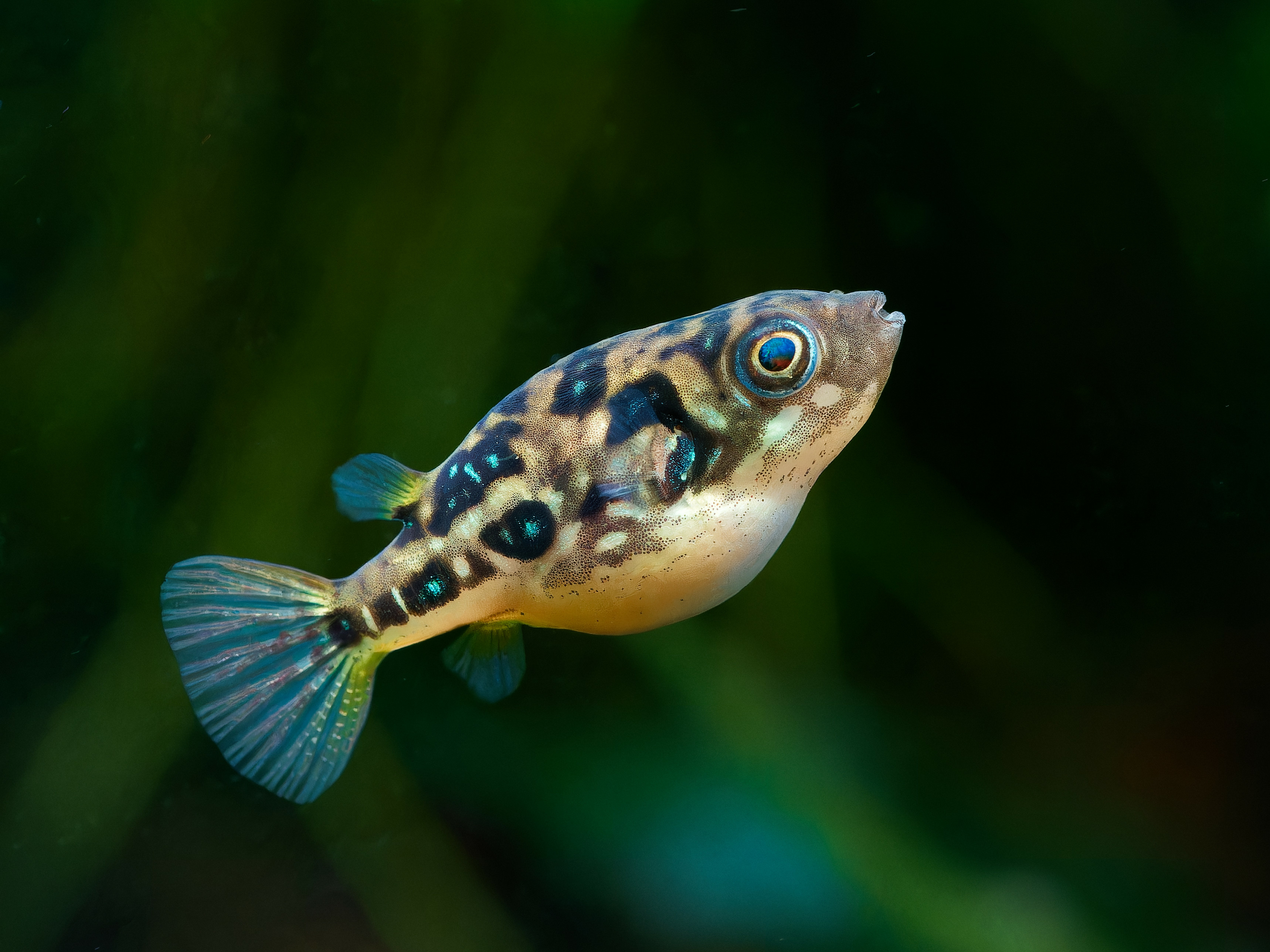 Oddballs freshwater fish at Fins For Grins in Broken Arrow