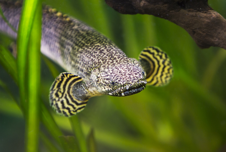 Bichir at Fins For Grins