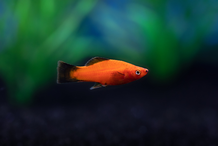 Platy freshwater fish at Fins For Grins in Broken Arrow