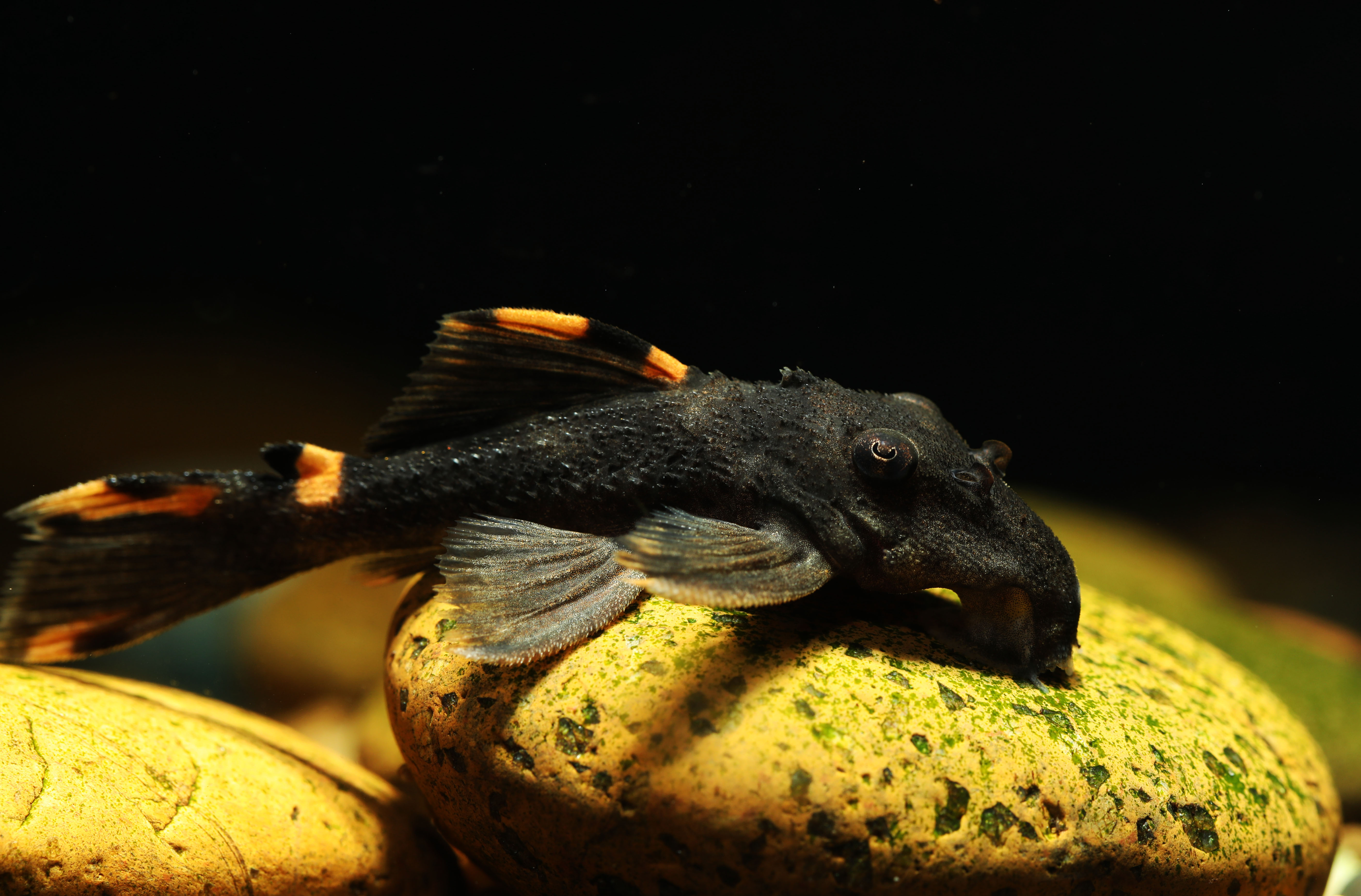 Plecos freshwater fish at Fins For Grins in Broken Arrow
