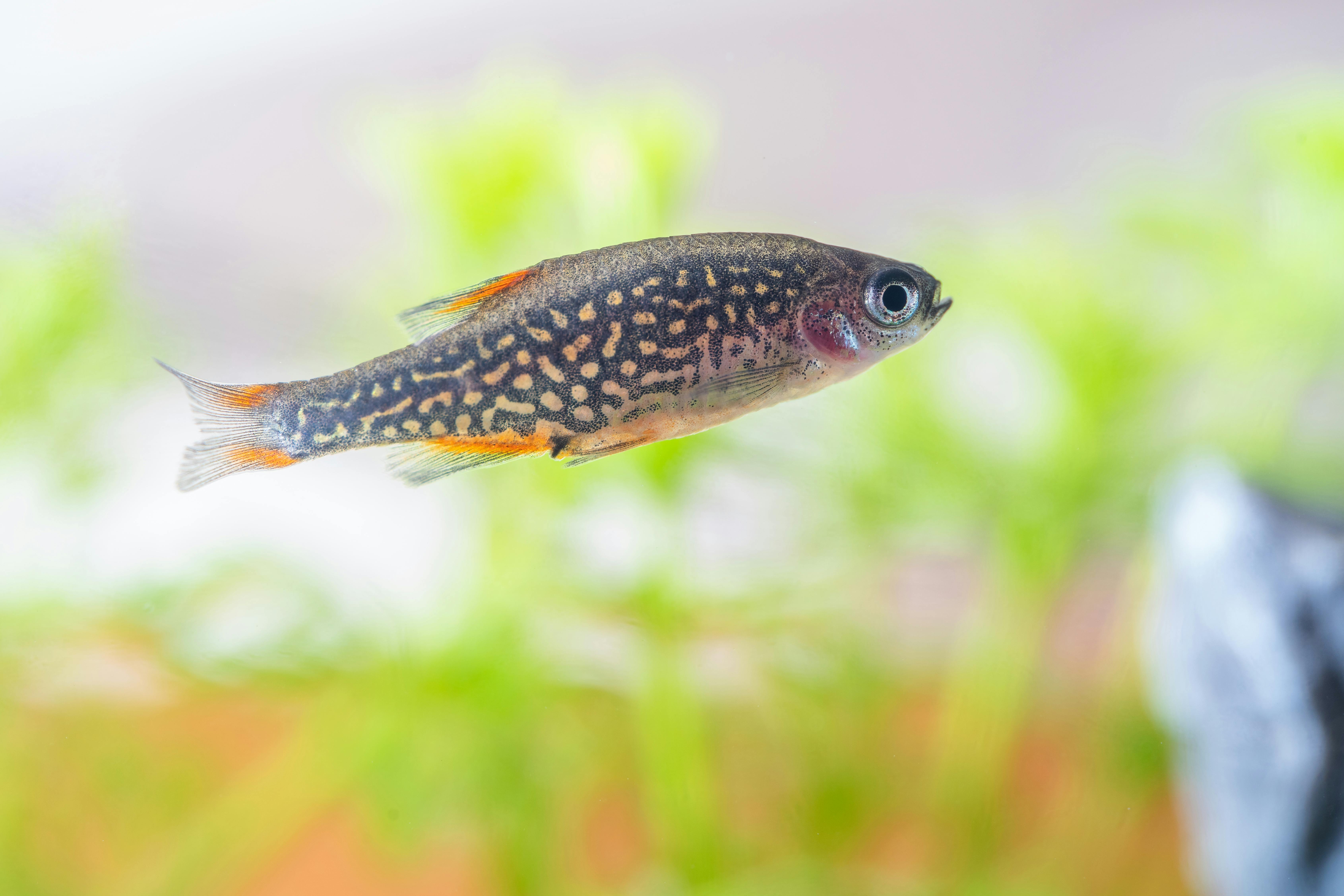 Danios freshwater fish at Fins For Grins in Broken Arrow