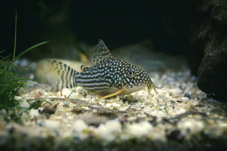 Corydoras freshwater fish at Fins For Grins in Broken Arrow