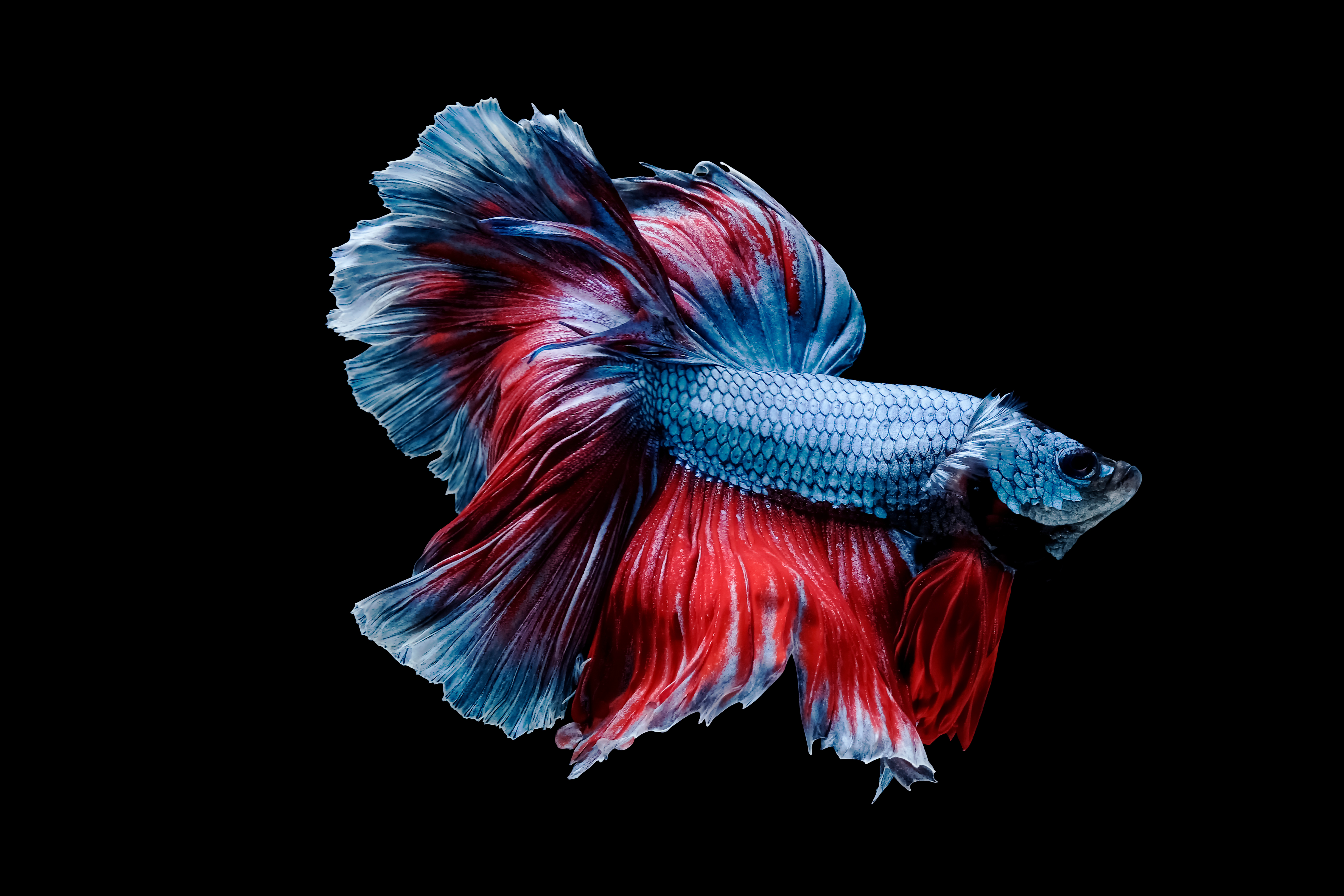 Bettas at Fins For Grins