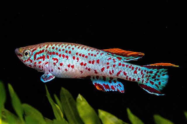 Killifish freshwater fish at Fins For Grins in Broken Arrow