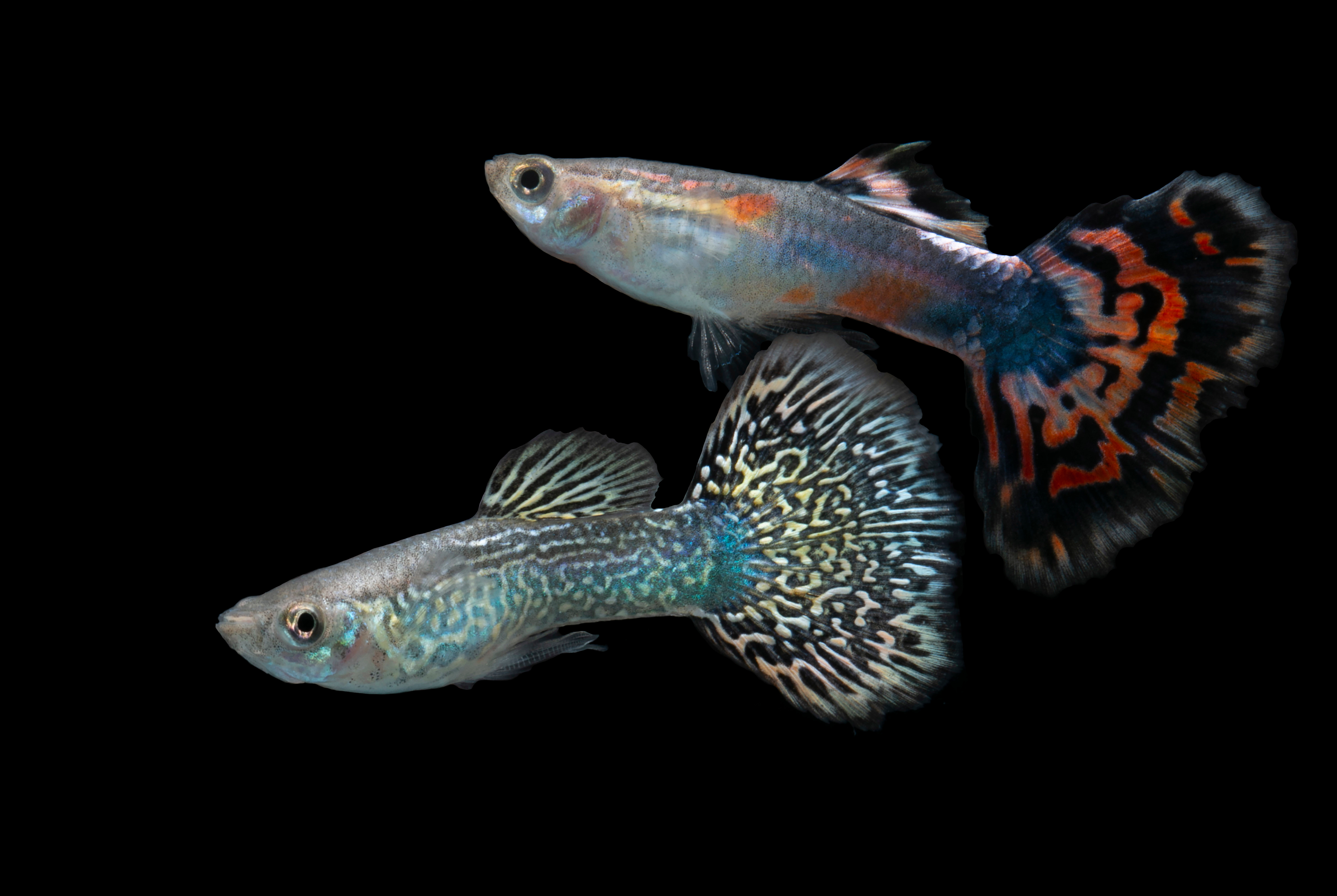 Guppies and Endlers freshwater fish at Fins For Grins in Broken Arrow