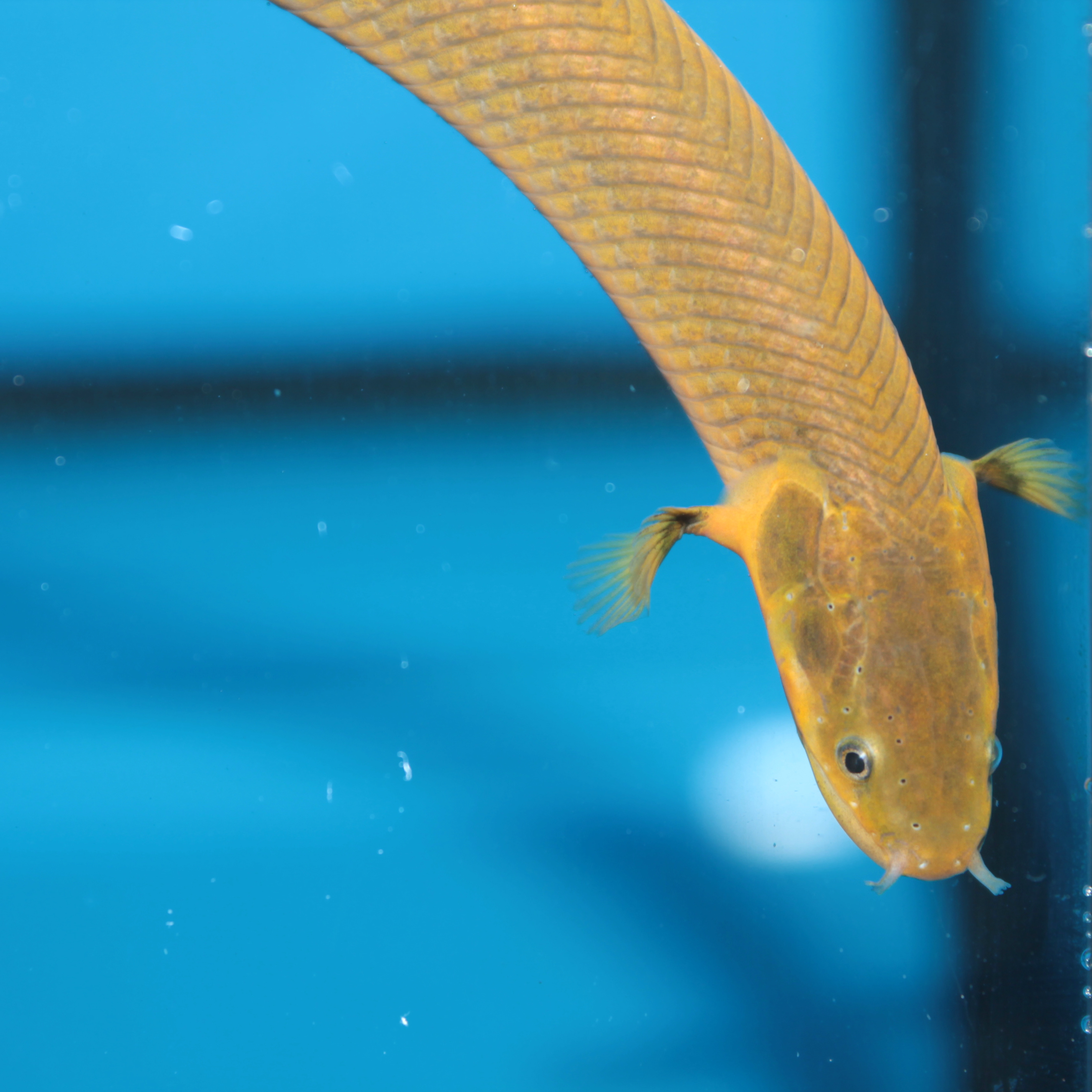 Eels & Ropefish freshwater fish at Fins For Grins in Broken Arrow