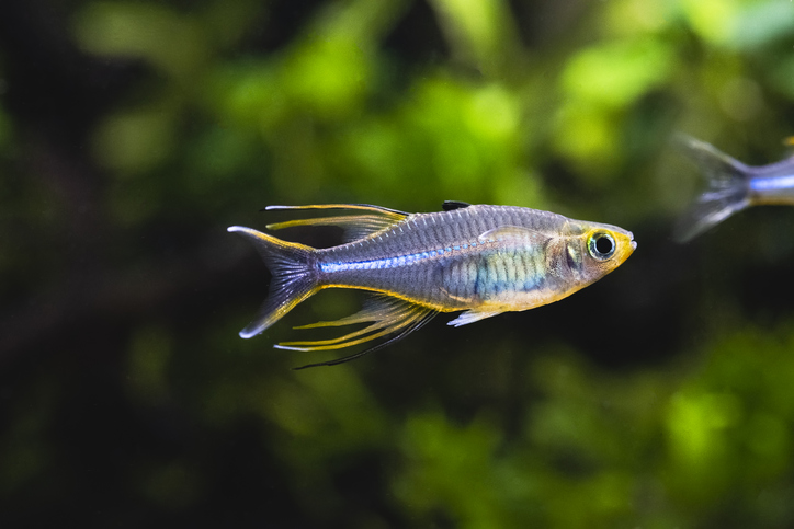 Rainbowfish freshwater fish at Fins For Grins in Broken Arrow