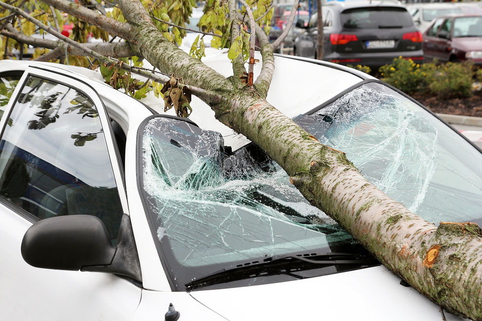 Tree smashing car.