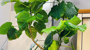 植物と人間との関係性を世界的ベストセラーにみる